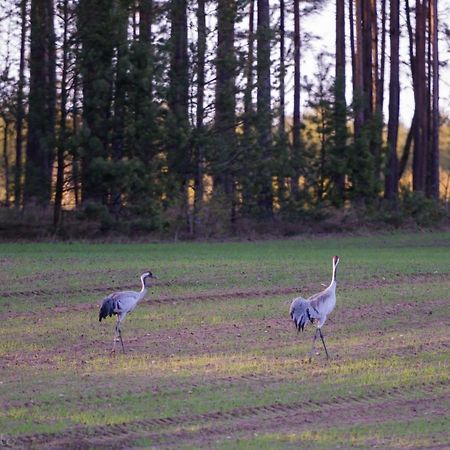 Borowy MlynKaszubska Odskocznia Ostoja Bukowo别墅 外观 照片